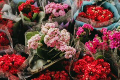 Requisitos para trabajar en empacadora de flores
