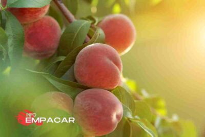 Trabajo para empacar frutas cerca de Fresno, California