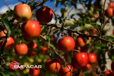 Trabajo para empacar frutas cerca de Long Beach, California