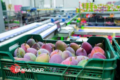 Trabajo para empacar frutas cerca de Nueva York